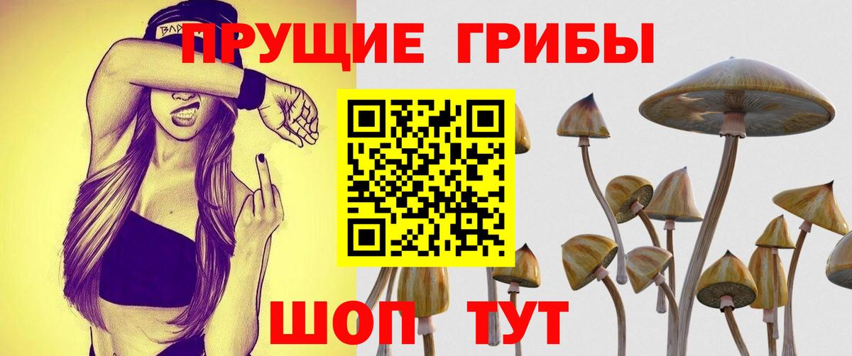 Рузаевка  Псилоцибиновые грибы Psilocybine cubensis  Вход с VPN 